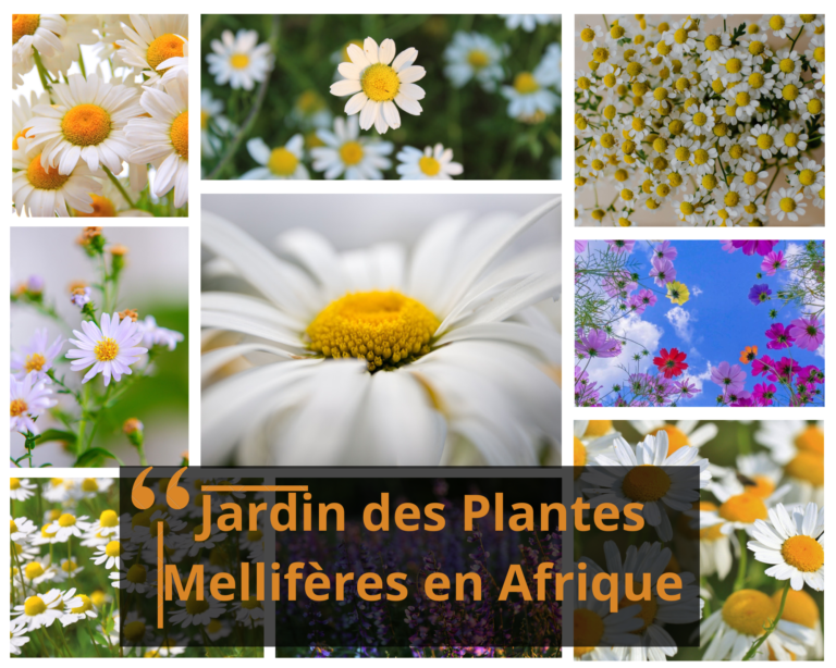 Plantes Mellifères pour un Jardin d’Abeilles en Afrique, Focus sur le Congo Brazzaville