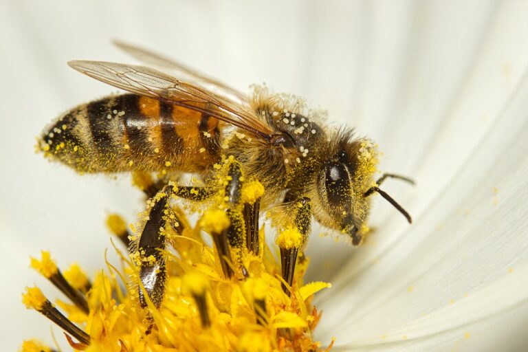 L’Abeille Africaine : Une Super Héroïne de la Nature