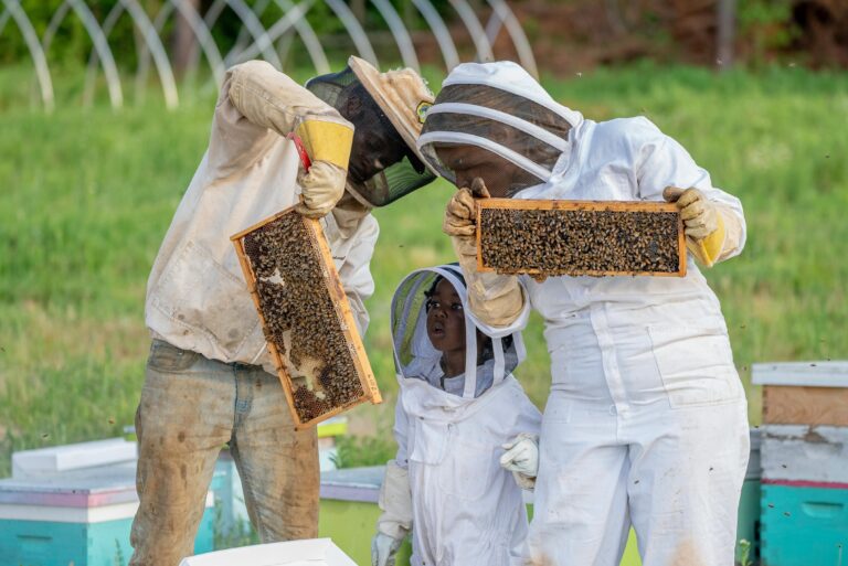 Les Meilleures techniques d’inspection de ruche en zone tropicale d’Afrique