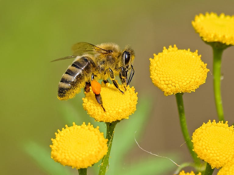 Brown and Black Bee on Yellow Flower Nectar