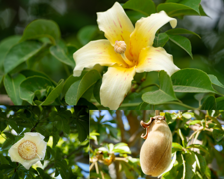 Les fleurs tropicales les plus attrayantes pour les Abeilles